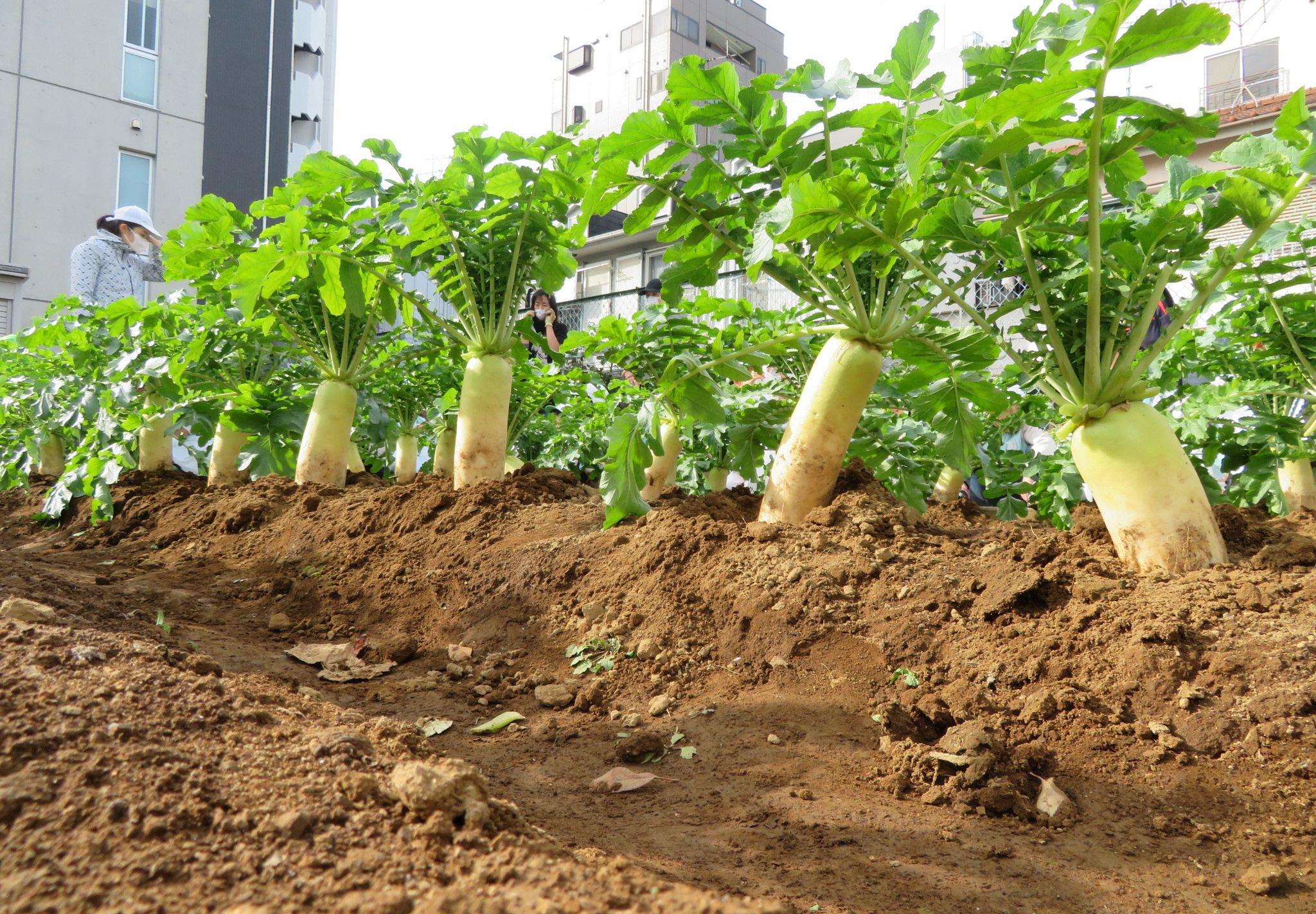 明照幼稚園の新園舎