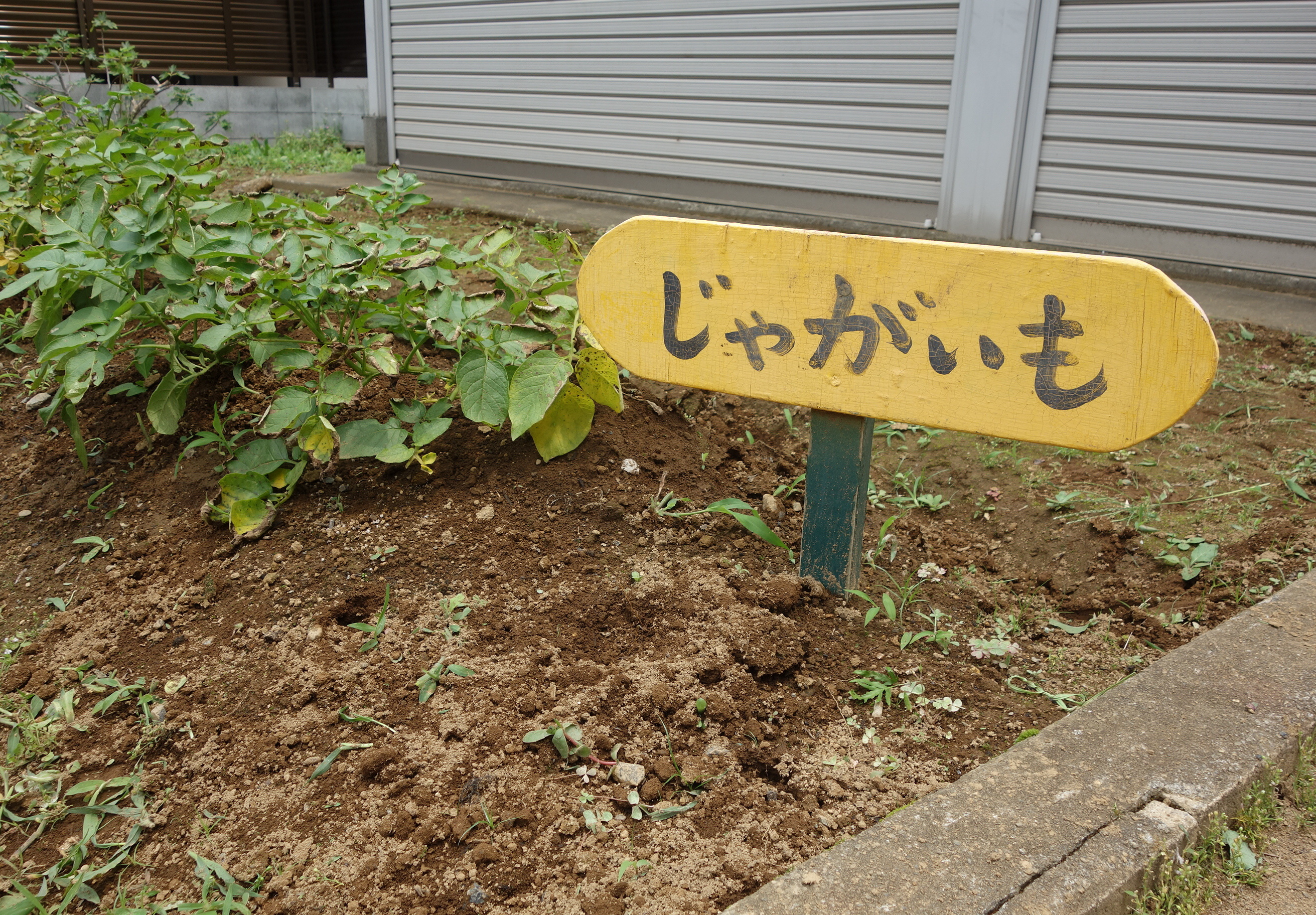 明照幼稚園の新園舎